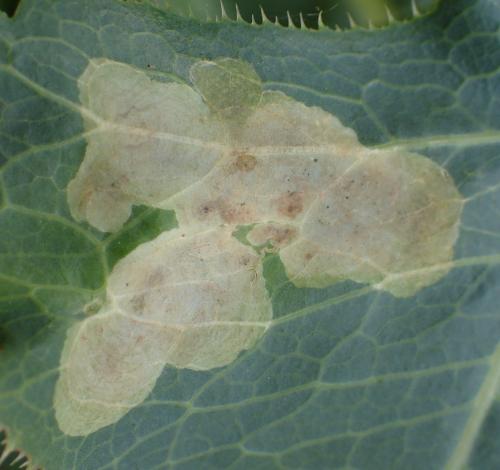 Réf. 269 497 : Liriomyza sonchi